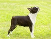 Boston Terrier Dogs Breed - Information, Temperament, Size & Price | Pets4Homes