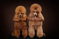 Miniature Poodle Dogs Breed - Information, Temperament, Size & Price | Pets4Homes