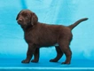 Labrador Retriever Dogs Ras: Karakter, Levensduur & Prijs | Puppyplaats