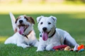 Parson Russell Terrier Dogs Breed - Information, Temperament, Size & Price | Pets4Homes