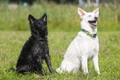 Mudi Dogs Ras: Karakter, Levensduur & Prijs | Puppyplaats