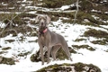 Weimaraner Dogs Raza - Características, Fotos & Precio | MundoAnimalia