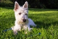 Scottish Terrier Dogs Breed - Information, Temperament, Size & Price | Pets4Homes