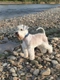 Miniature Schnauzer Dogs Breed - Information, Temperament, Size & Price | Pets4Homes