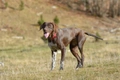 German Shorthaired Pointer Dogs Breed - Information, Temperament, Size & Price | Pets4Homes