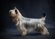 Australian Silky Terrier Dogs Breed - Information, Temperament, Size & Price | Pets4Homes