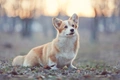 Welsh Corgi Pembroke Dogs Breed - Information, Temperament, Size & Price | Pets4Homes