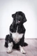 Newfoundland Dogs Breed - Information, Temperament, Size & Price | Pets4Homes