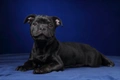 Staffordshire Bull Terrier Dogs Breed - Information, Temperament, Size & Price | Pets4Homes