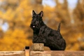 Scottish Terrier Dogs Breed - Information, Temperament, Size & Price | Pets4Homes