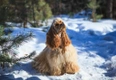 Amerikaanse Cocker Spaniel Dogs Ras: Karakter, Levensduur & Prijs | Puppyplaats