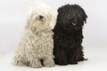 Hungarian Puli Dogs Breed - Information, Temperament, Size & Price | Pets4Homes