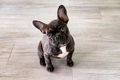 Franse Bulldog Dogs Ras: Karakter, Levensduur & Prijs | Puppyplaats