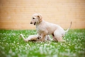 Afghaanse Windhond Dogs Ras: Karakter, Levensduur & Prijs | Puppyplaats