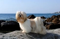 Lhasa Apso Dogs Ras: Karakter, Levensduur & Prijs | Puppyplaats