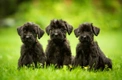 Riesenschnauzer Dogs Ras: Karakter, Levensduur & Prijs | Puppyplaats