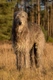 Deerhound Dogs Breed - Information, Temperament, Size & Price | Pets4Homes