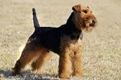 Welsh Terrier Dogs Breed - Information, Temperament, Size & Price | Pets4Homes