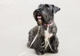 Cesky Terrier Dogs Breed - Information, Temperament, Size & Price | Pets4Homes