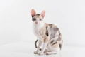 Cornish Rex Cats Breed - Information, Temperament, Size & Price | Pets4Homes