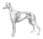 Levriero Dogs Razza - Prezzo, Temperamento & Foto | AnnunciAnimali