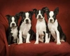 Boston Terrier Dogs Breed - Information, Temperament, Size & Price | Pets4Homes