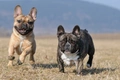 Franse Bulldog Dogs Ras: Karakter, Levensduur & Prijs | Puppyplaats