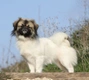 Tibetan Spaniel Dogs Breed - Information, Temperament, Size & Price | Pets4Homes