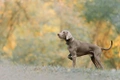 Weimaraner Dogs Raza - Características, Fotos & Precio | MundoAnimalia