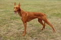 Pharaoh Hound Dogs Breed - Information, Temperament, Size & Price | Pets4Homes