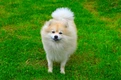 German Spitz Dogs Breed - Information, Temperament, Size & Price | Pets4Homes