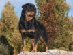 Rottweiler Dogs Breed - Information, Temperament, Size & Price | Pets4Homes