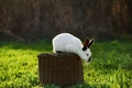 Californian Rabbits Breed - Information, Temperament, Size & Price | Pets4Homes