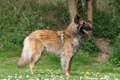 Belgian Shepherd Dog Dogs Breed - Information, Temperament, Size & Price | Pets4Homes