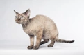 Devon Rex Cats Breed - Information, Temperament, Size & Price | Pets4Homes