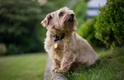 Norfolk Terrier Dogs Breed - Information, Temperament, Size & Price | Pets4Homes