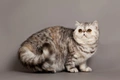 Exotic Cats Breed - Information, Temperament, Size & Price | Pets4Homes