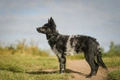 Mudi Dogs Ras: Karakter, Levensduur & Prijs | Puppyplaats