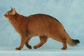 Somali Cats Breed - Information, Temperament, Size & Price | Pets4Homes