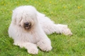 Komondor Dogs Breed - Information, Temperament, Size & Price | Pets4Homes