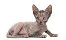 Lykoi Cats Breed - Information, Temperament, Size & Price | Pets4Homes