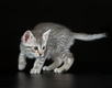 Egyptian Mau Cats Breed - Information, Temperament, Size & Price | Pets4Homes