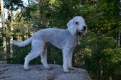 Bedlington Terrier Dogs Raza - Características, Fotos & Precio | MundoAnimalia