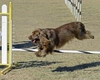 Sussex Spaniel Dogs Breed - Information, Temperament, Size & Price | Pets4Homes