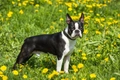 Boston Terrier Dogs Breed - Information, Temperament, Size & Price | Pets4Homes