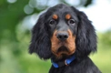 Gordon Setter Dogs Breed - Information, Temperament, Size & Price | Pets4Homes