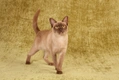 Burmese Cats Breed - Information, Temperament, Size & Price | Pets4Homes