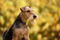 Welsh Terrier Dogs Breed - Information, Temperament, Size & Price | Pets4Homes