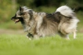 Keeshond Dogs Ras: Karakter, Levensduur & Prijs | Puppyplaats