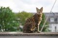 Savannah Cats Breed - Information, Temperament, Size & Price | Pets4Homes